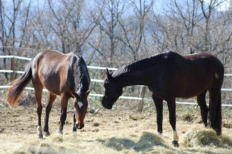 Ecurie LM JUMPING - photo 3