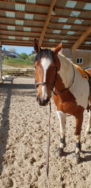 Ecurie De L'Allaine EARL - photo 2