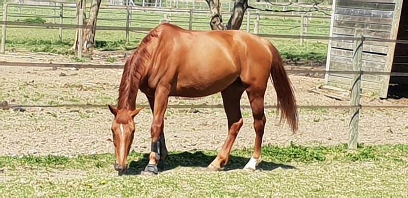 Ecurie De L'Allaine EARL - photo 3