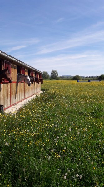 Écurie des 2 ponts - photo 1