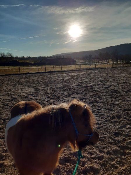 Écuries du Haut-Vallon Sàrl manège des Bayards - photo 3