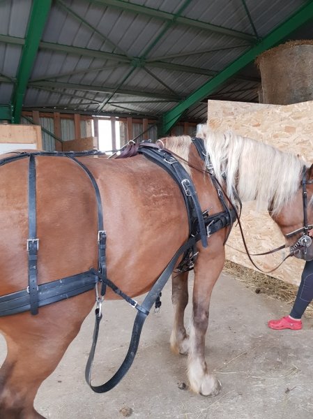 Les Ecuries Du Bourg - photo 2