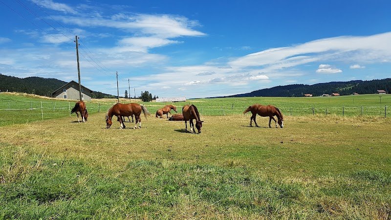 Écurie de l'Harmont