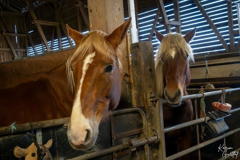 Écurie des beaux prés - photo 2