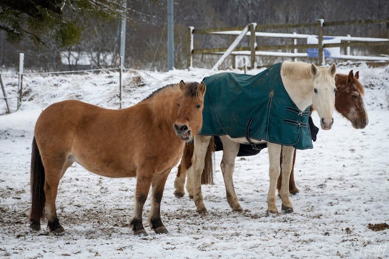 Écurie des beaux prés - photo 3