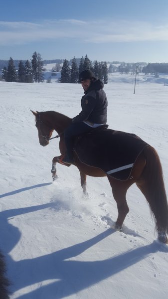 Les Haras du Petit Bois - photo 3