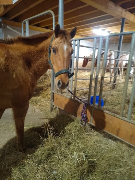 ECURIE HORSE MOUNTAIN