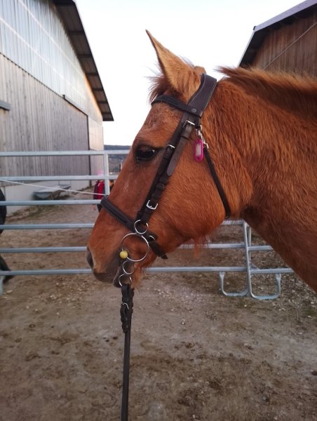 ECURIE HORSE MOUNTAIN - photo 2