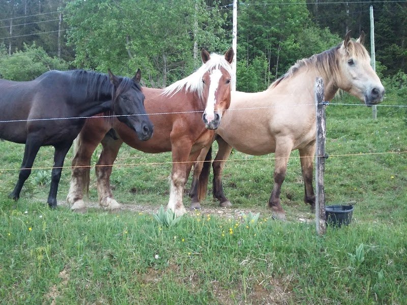 Relais équestre Les Seignes