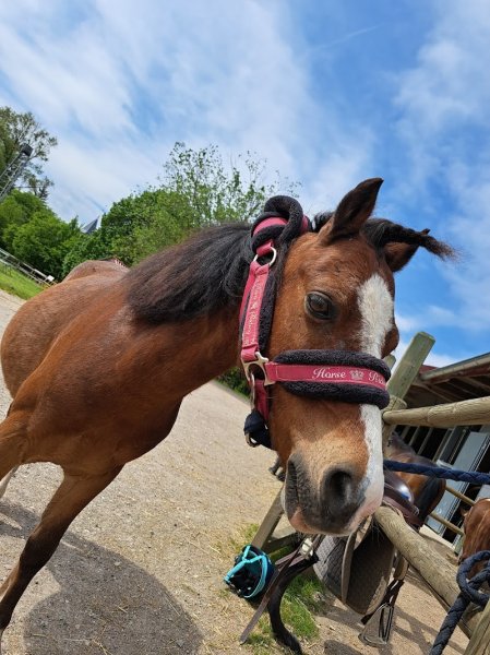 Écurie PETIOT - photo 2