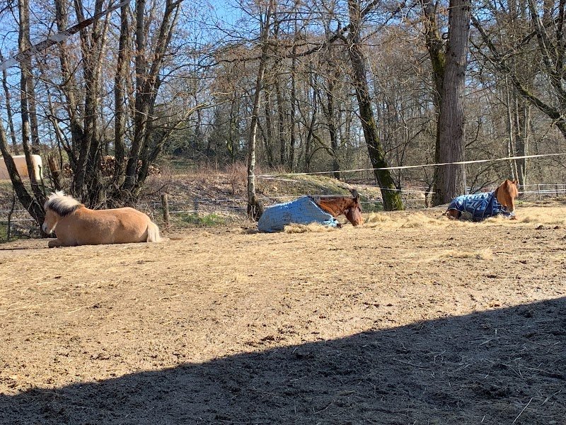 Écurie Tovaline - photo 2