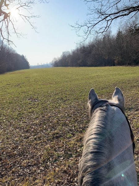 Écurie Tovaline - photo 3