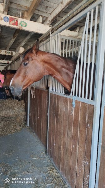 Centre Equestre près Besançon - Les Ecuries de Chevigney