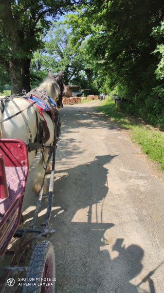 Centre Equestre près Besançon - Les Ecuries de Chevigney - photo 2