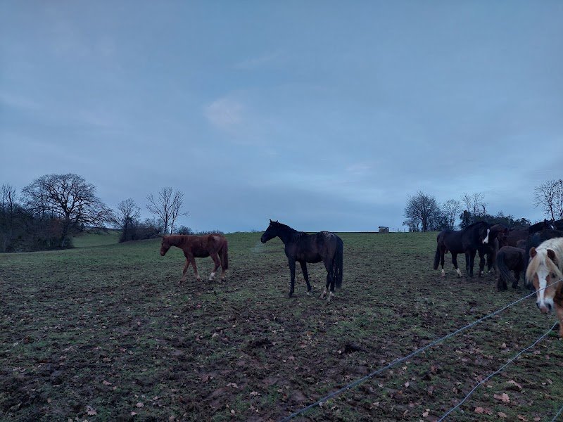 Fohlen- und Pferdeweide Albisser - Pâturage pour poulains et chevaux - photo 2