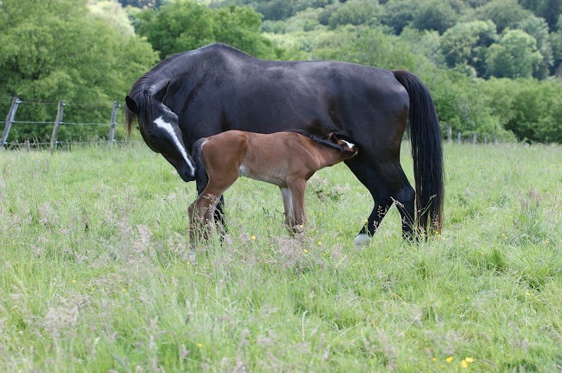 Fohlen- und Pferdeweide Albisser - Pâturage pour poulains et chevaux - photo 3