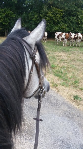EARL Ferme équestre du Pont du Diable - photo 3