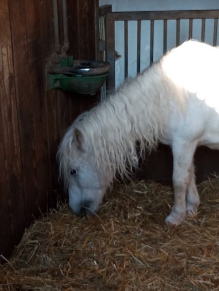 Centre Equestre La Cravache - photo 2