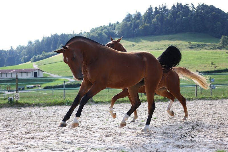 Écurie du Tiètre - photo 3