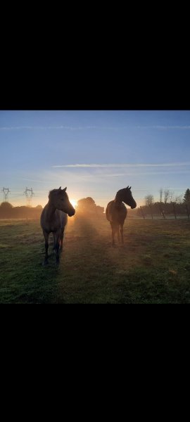 les chevaux de la combe - photo 3