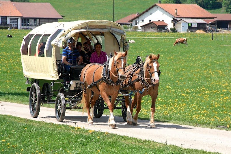 Ferme de la Famille Rais - Appartement de vacances et loisirs équestres