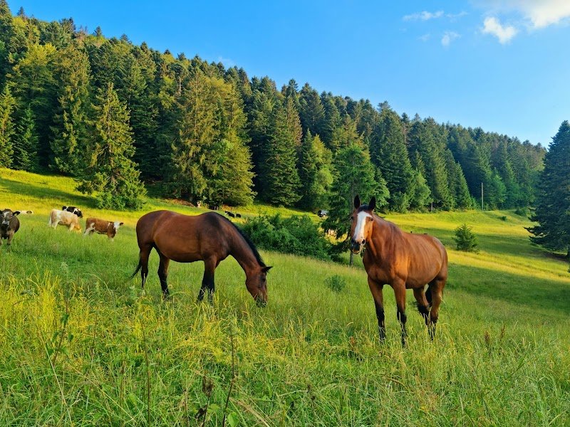 Ferme de la Famille Rais - Appartement de vacances et loisirs équestres - photo 2