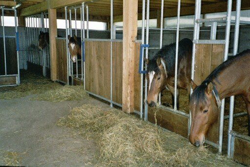 Écurie Double C - photo 3