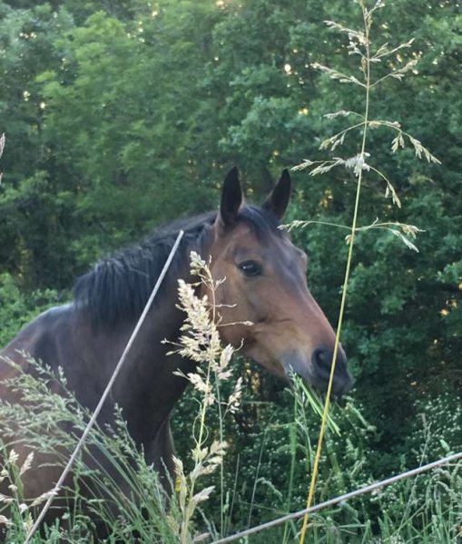 Ecuries de Moncley - photo 1