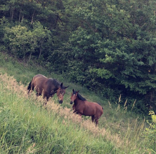 Ecuries de Moncley - photo 2