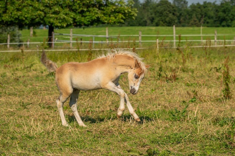 Ecurie du Lutterholtz - photo 1