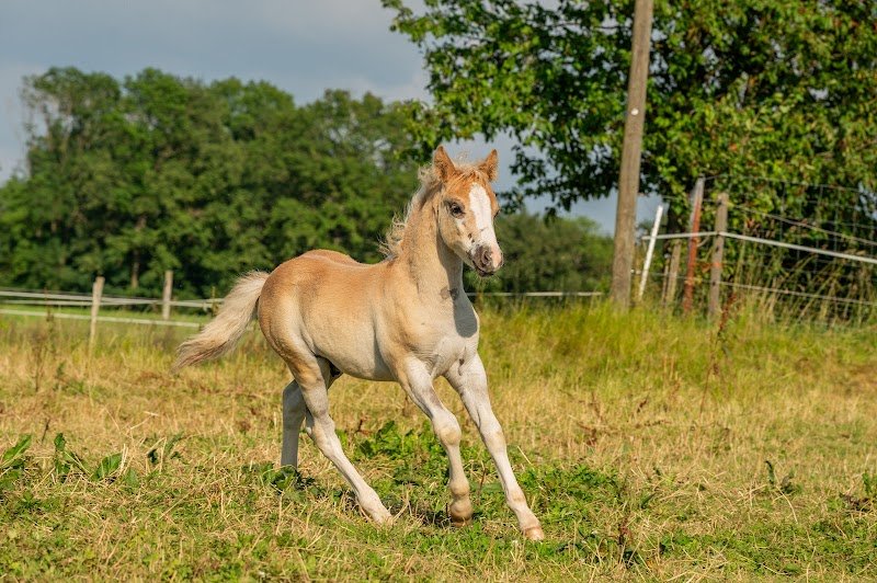 Ecurie du Lutterholtz - photo 2
