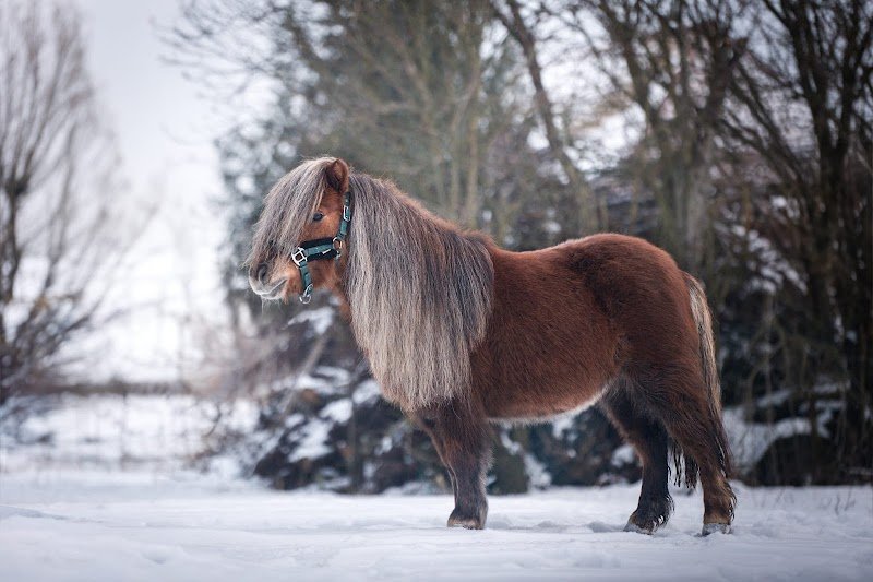 Ecurie du Lutterholtz - photo 3