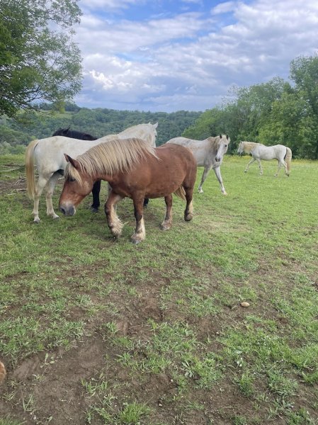 Ecuries de Barat - photo 2