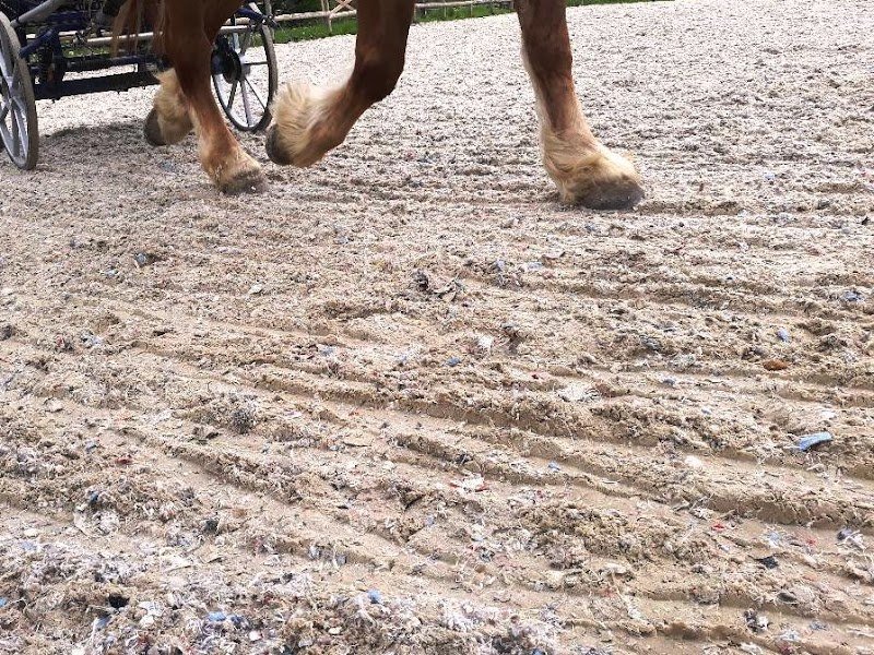 Ferme Equestre Barthlihutte - photo 3