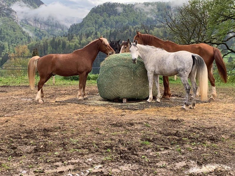 Manège des Rouges-Champs pension pour chevaux heureux