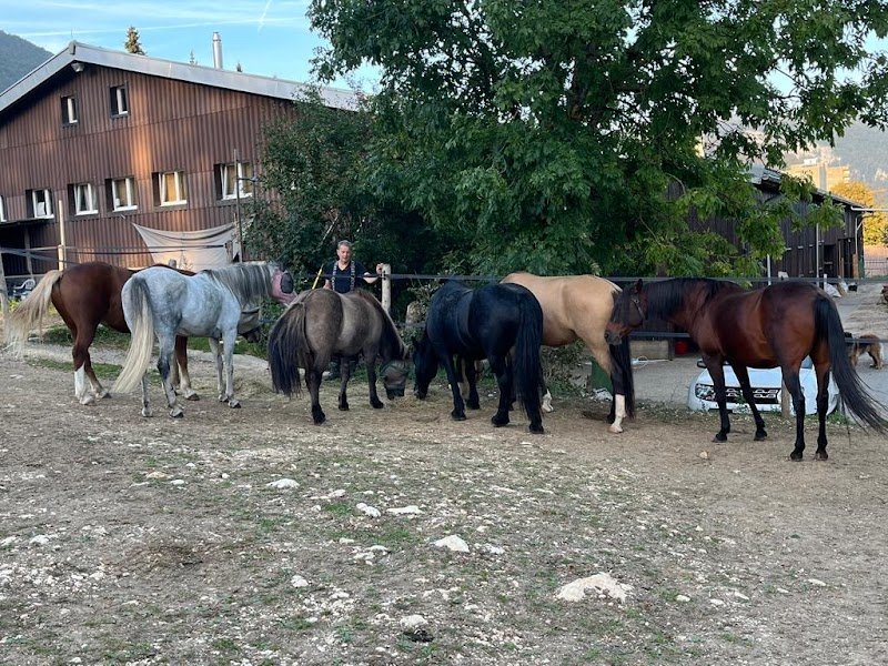 Manège des Rouges-Champs pension pour chevaux heureux - photo 2