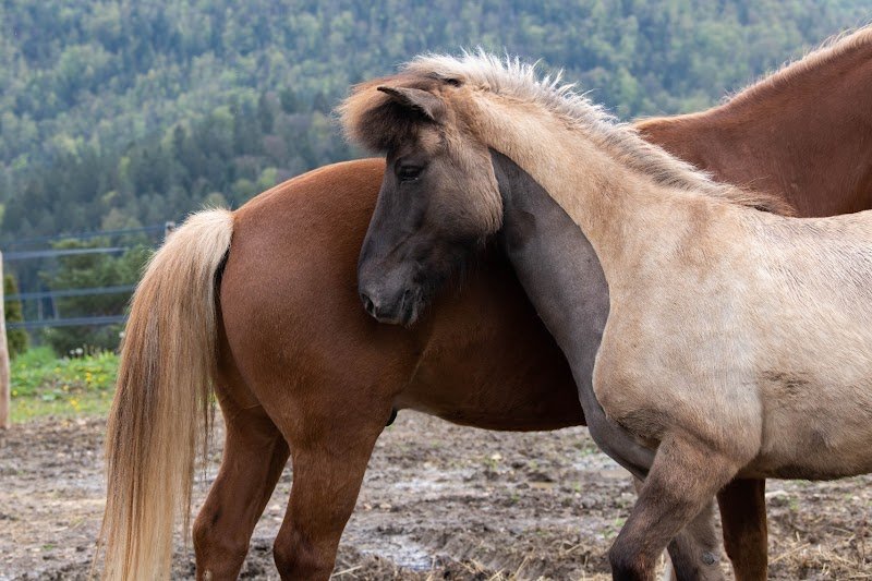 Manège des Rouges-Champs pension pour chevaux heureux - photo 3