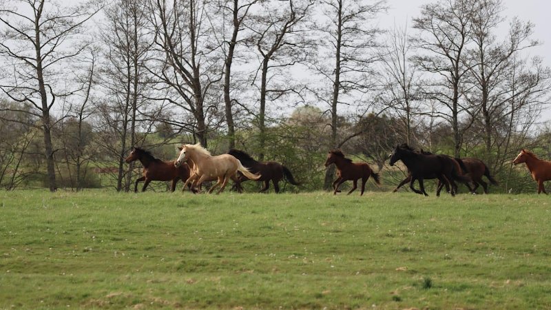 Écuries Mathélia - photo 1