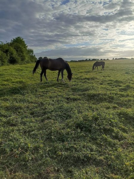 Écuries Mathélia - photo 2