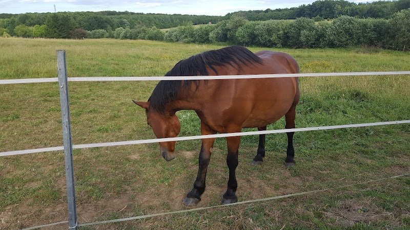 Écuries Mathélia - photo 3