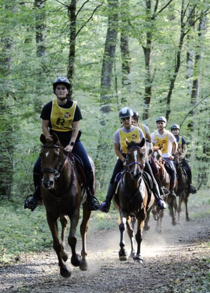 Ecuries du Salon - photo 1