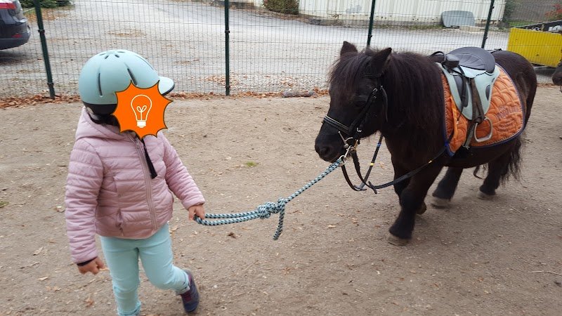 Les Poneys de Novillars