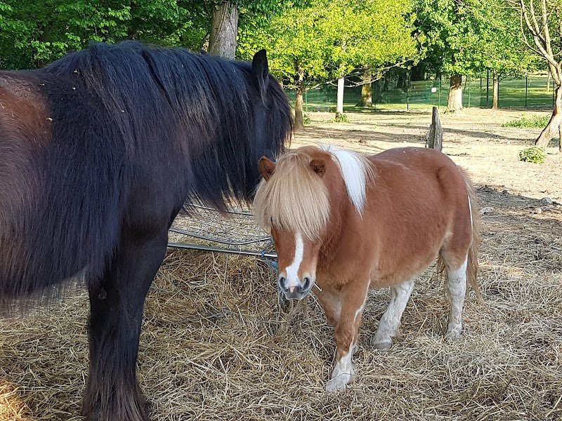 Les Poneys de Novillars - photo 2