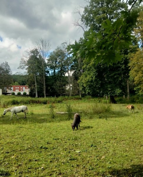 Les Poneys de Novillars - photo 3