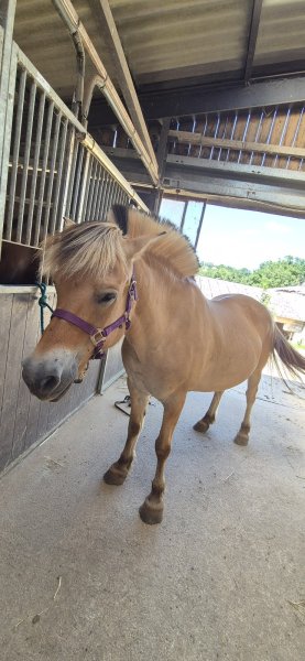 Ecurie AER Equitation - photo 1
