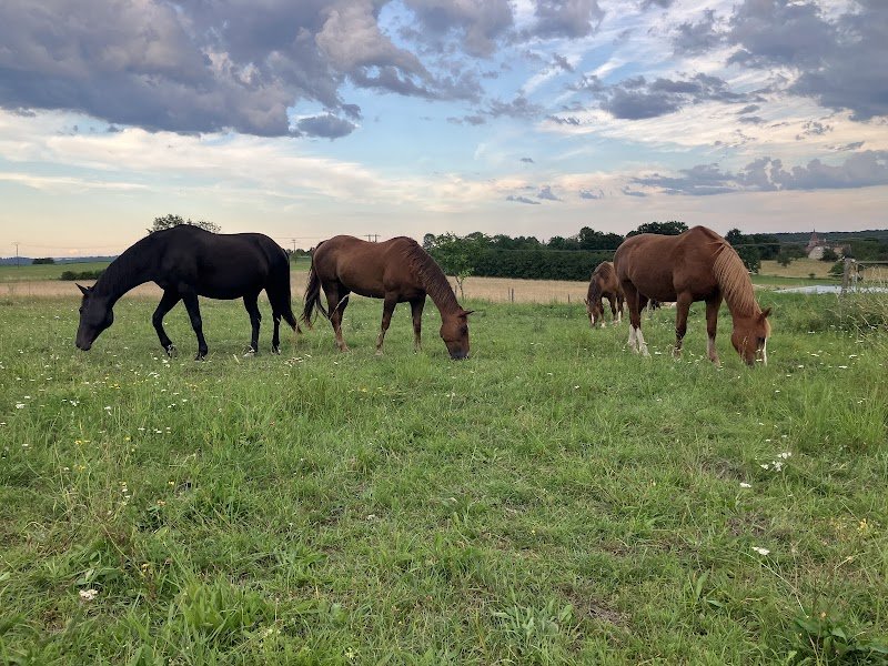 Ecurie de la Fontaine - photo 1