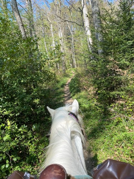 Ecurie de la Louvière - photo 3