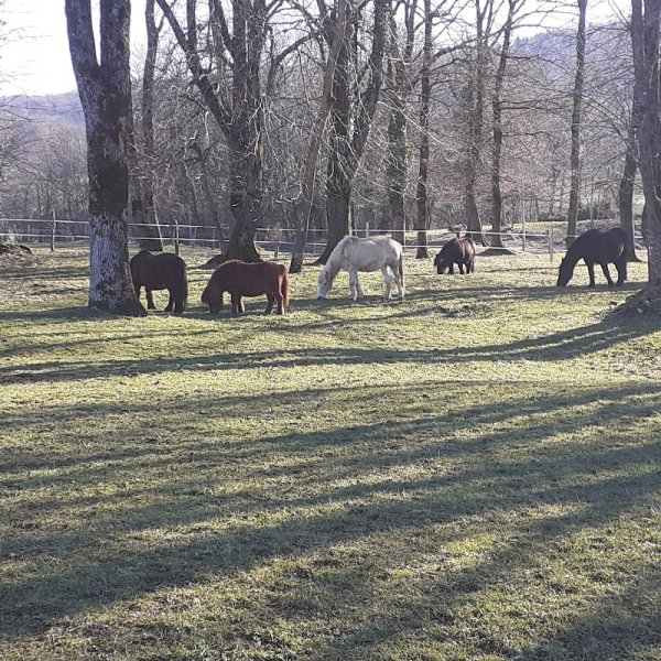 Equi'libre, le cheval médiateur - photo 2