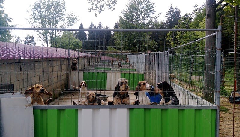 Pension Et Elevage Du Clos Des Rondins - photo 2