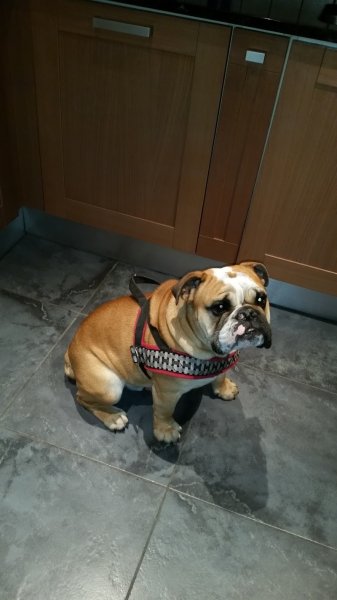 Pension Et Elevage Du Clos Des Rondins - photo 3